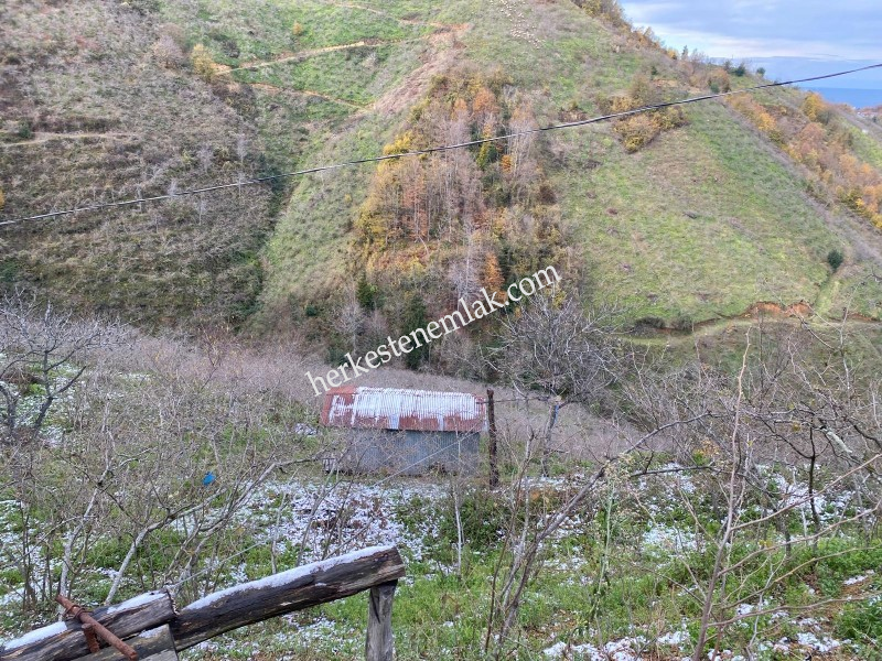 Giresun Merkez Erikliman K&ouml;y&uuml;n de Satılık 6272 M2 m&uuml;stakil Fındık Bah&ccedil;esi